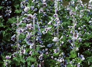 Picture of Malva sylvestris 'Zebrina'