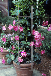 Picture of Mandevilla x amoena 'Janelle'