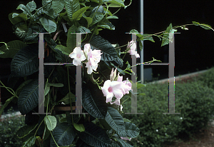 Picture of Mandevilla x amoena 'Leah'