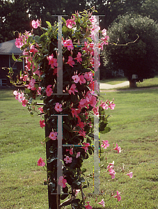 Picture of Mandevilla sanderi 