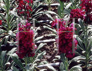 Picture of Matthiola incana 'Miracle Purple Heart'