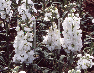 Picture of Matthiola incana 'White Christmas'