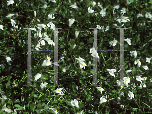 Picture of Mazus reptans 'Albus'