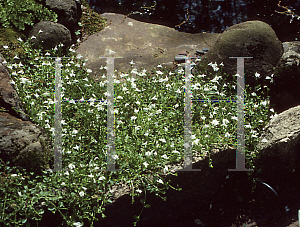 Picture of Mazus reptans 'Albus'