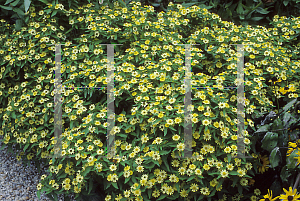 Picture of Melampodium paludosum 'Medallion'