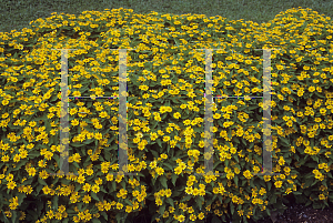 Picture of Melampodium paludosum 'Million Gold'