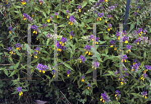 Picture of Melampyrum nemerosum 