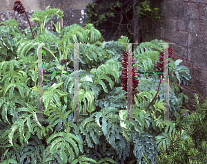 Picture of Melianthus major 