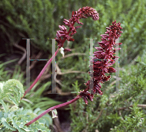 Picture of Melianthus major 