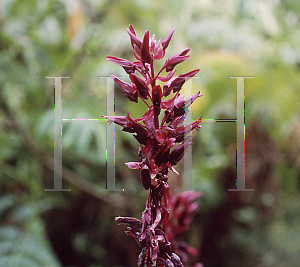 Picture of Melianthus major 