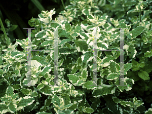 Picture of Mentha suaveolens 'Variegata'