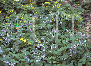 Picture of Mertensia virginica 