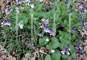 Picture of Mertensia virginica 