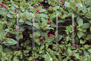 Picture of Mirabilis jalapa 'Tea Time Red'