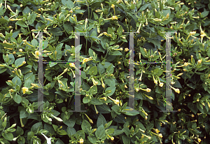 Picture of Mirabilis jalapa 'Tea Time Yellow'
