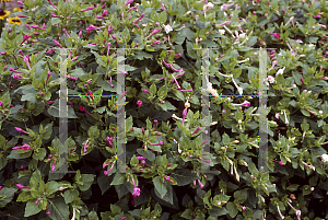 Picture of Mirabilis jalapa 'Broken Colors'