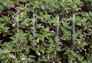 Picture of Mirabilis jalapa 'Tea Time Rose'