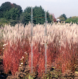 Picture of Miscanthus sinensis 'Purpurascens'