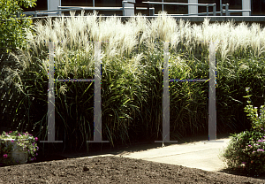 Picture of Miscanthus sinensis 