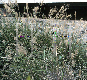 Picture of Miscanthus sinensis 'Arabesque'