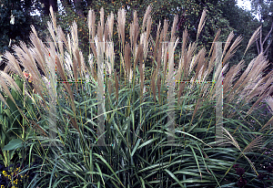 Picture of Miscanthus sinensis 'Blondo'