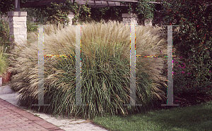 Picture of Miscanthus sinensis 'Gracillimus'