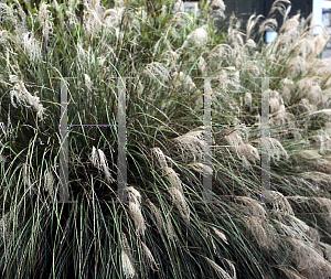 Picture of Miscanthus sinensis 'Kleine Siberspinne'