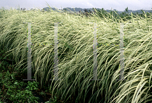 Picture of Miscanthus sinensis 'Silberfeder'