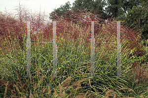 Picture of Miscanthus sinensis 'Zebrinus Strictus'