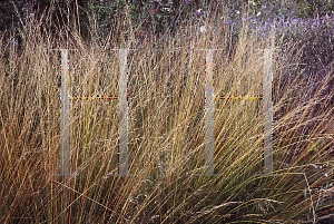 Picture of Molinia caerulea 'Edith Dudszus'