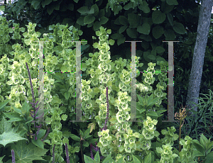 Picture of Moluccella laevis 