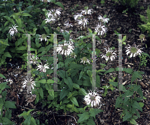 Picture of Monarda bradburiana 