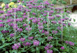 Picture of Monarda didyma 'Blue Stocking'