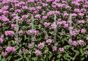 Picture of Monarda didyma 'Cherokee'