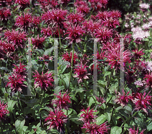 Picture of Monarda didyma 'Mahogany'