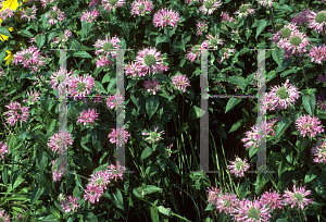 Picture of Monarda didyma 'Marshal's Delight'