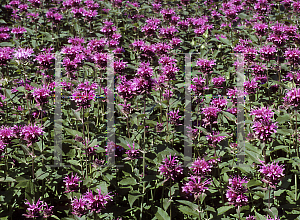 Picture of Monarda didyma 'Mohawk'