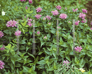 Picture of Monarda didyma 'Petite Delight'