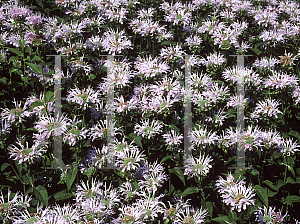 Picture of Monarda didyma 'Pisces'