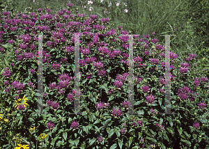 Picture of Monarda didyma 'Prairie Night(Prarienacht)'