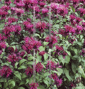 Picture of Monarda didyma 'Purpurkrone'