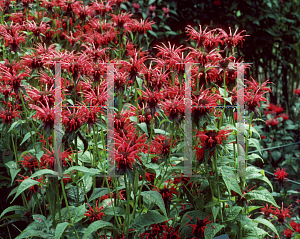 Picture of Monarda didyma 'Squaw'