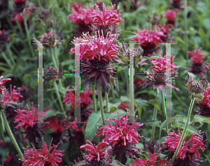 Picture of Monarda didyma 'Talud'