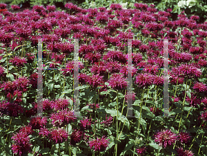 Picture of Monarda didyma 'Vintage Wine'