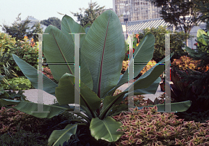 Picture of Musa velutina 