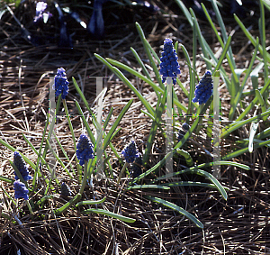 Picture of Muscari armeniacum 'Blue Spike'