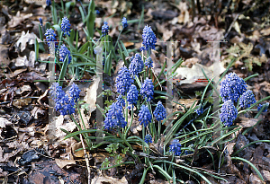 Picture of Muscari armeniacum 'Double Blue'