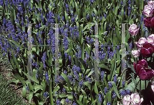 Picture of Muscari armeniacum 'Heavenly Blue'