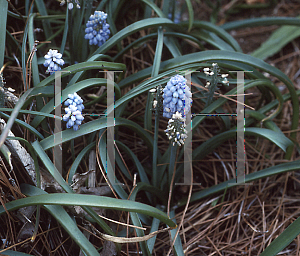 Picture of Muscari armeniacum 'Valene Finnis'