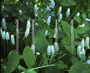 Picture of Muscari azuream 'Album'